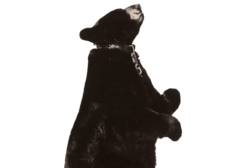 Terrible Ted - Pro Wrestlers Database